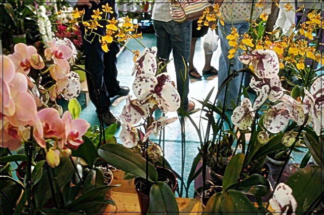 ORCHIDEES DE TOUTES SORTES