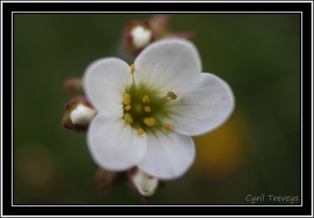 2010_05_18_SUne_fleur_de_saxifrage