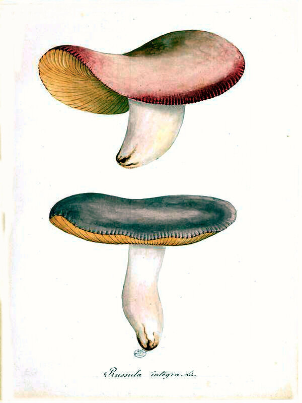184 Russula integra Lin 414