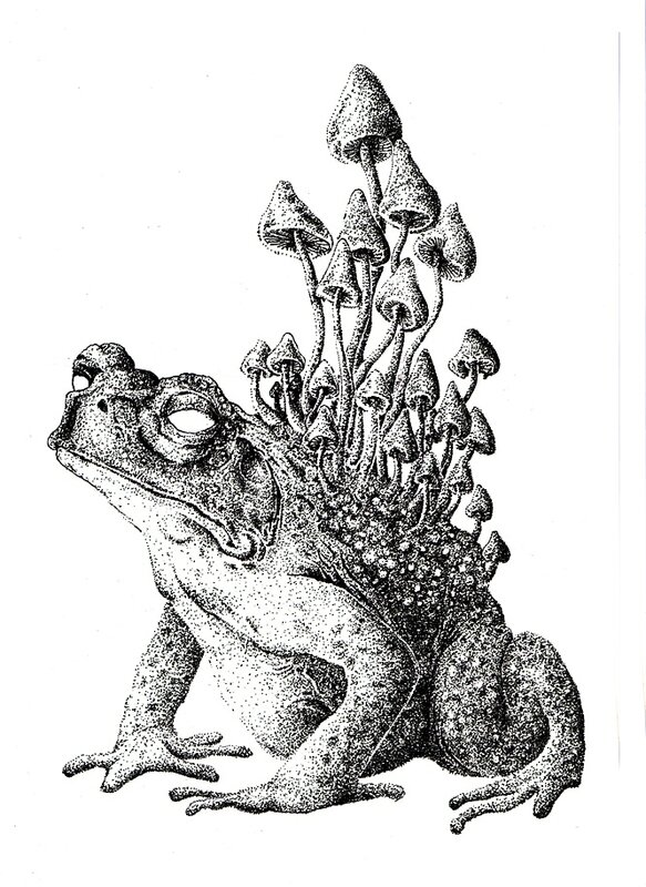 crapaud666