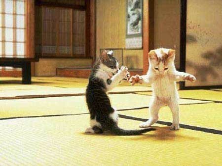 kungfu
