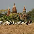 Bagan et chèvres