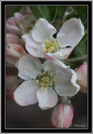 2010_05_23_Fleurs_de_pommier