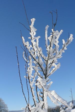 2008_12_27_Arbre_enneig_
