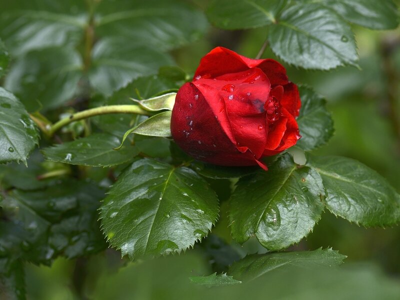 Rose rouge