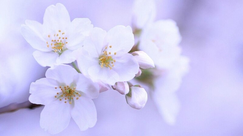 Flowers-white-cherry-blossom-wallpapers