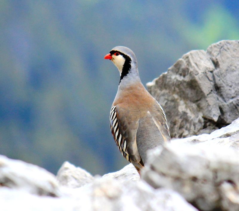 ..: Alectoris graeca (,  )  