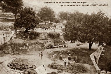 Coeurs de lavande (37)