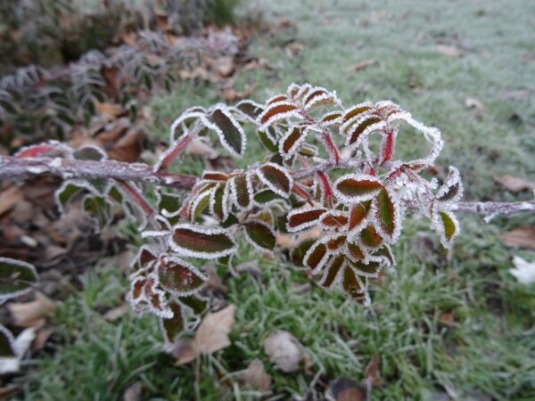 Givre3