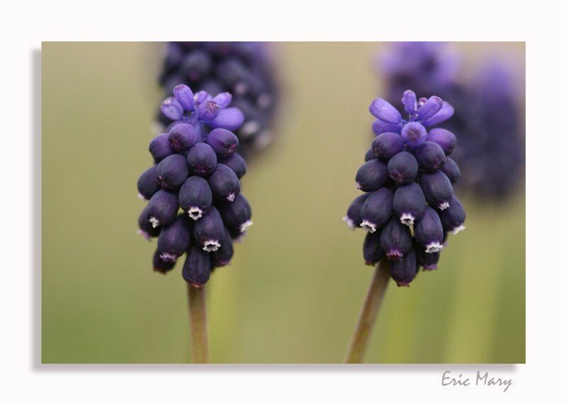 Images de plantes fleurie. 24637678