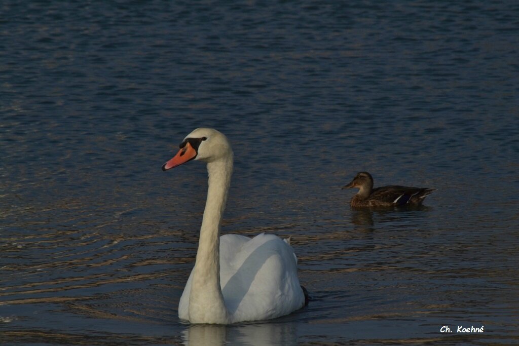 rencontre lezardrieux