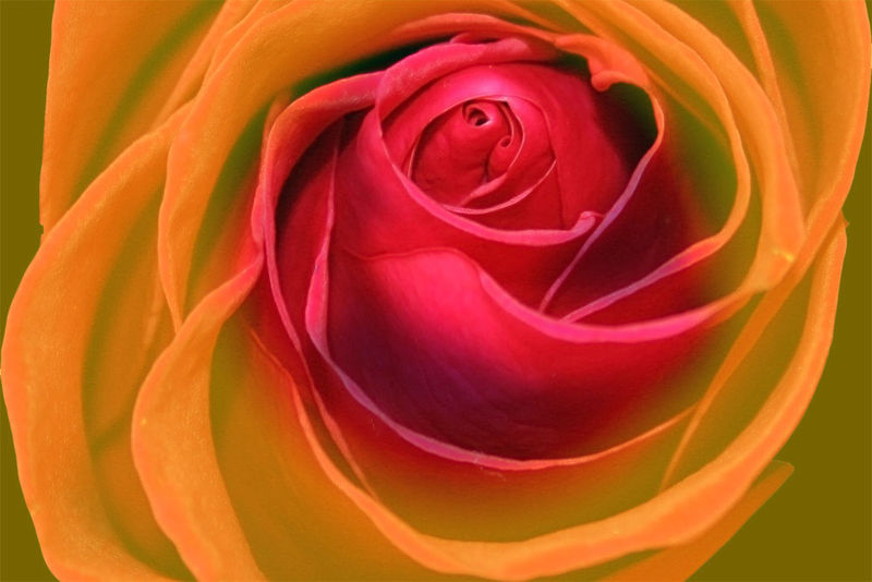 rosa_w2