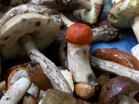1_les_bois_0043