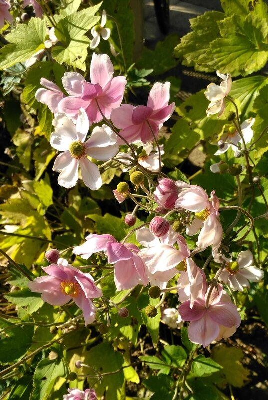 16 09 22 Anemones 17h18