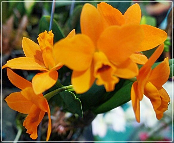 ORCHIDEE ORANGE SFJSFKSFKS