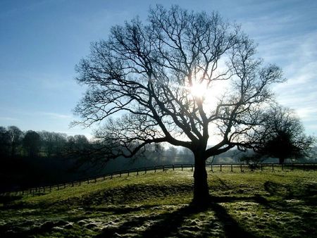 mymatedave-winter-sun-in-trees