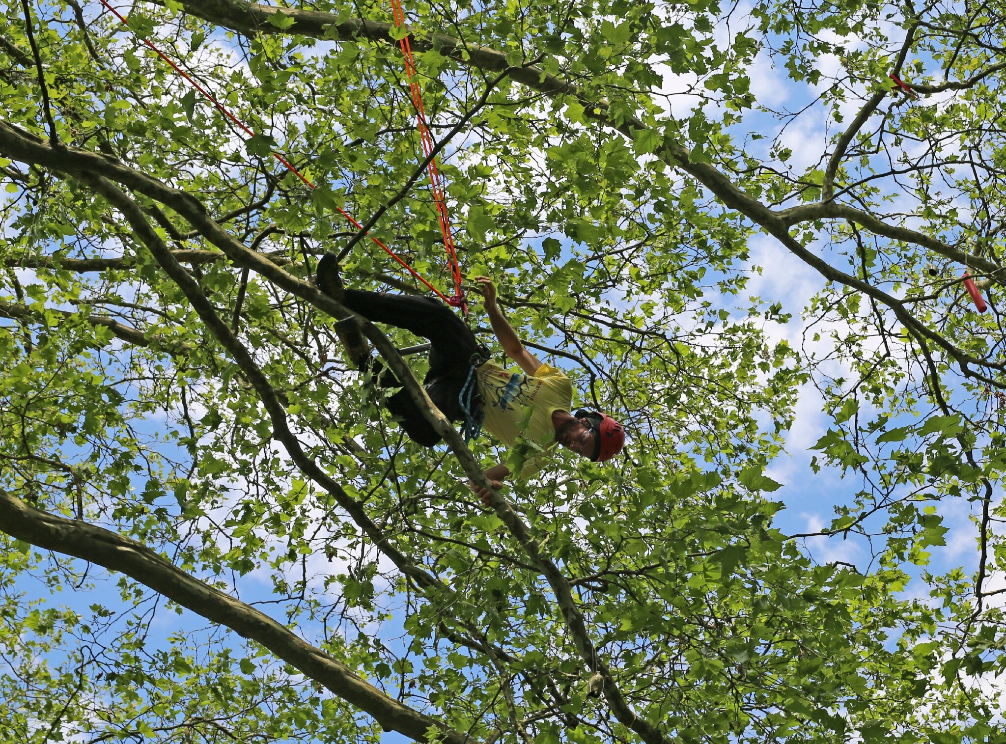 Rencontre nationale d'arboriculture 2016