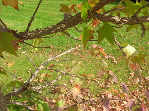 LIQUIDAMBAR_19