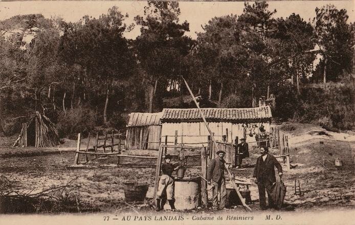 La-vie-en-foret-pendant-une-campagne-de-gemme_large