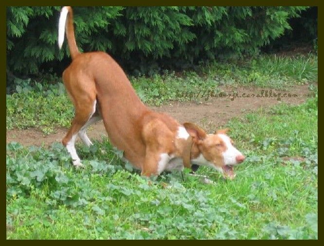 rencontre chien et maitre