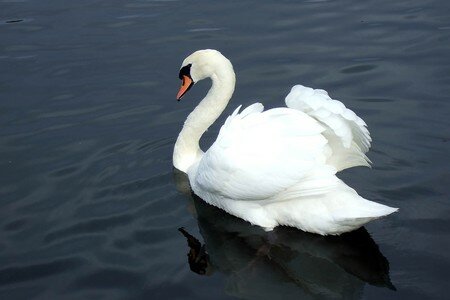Cygne_658