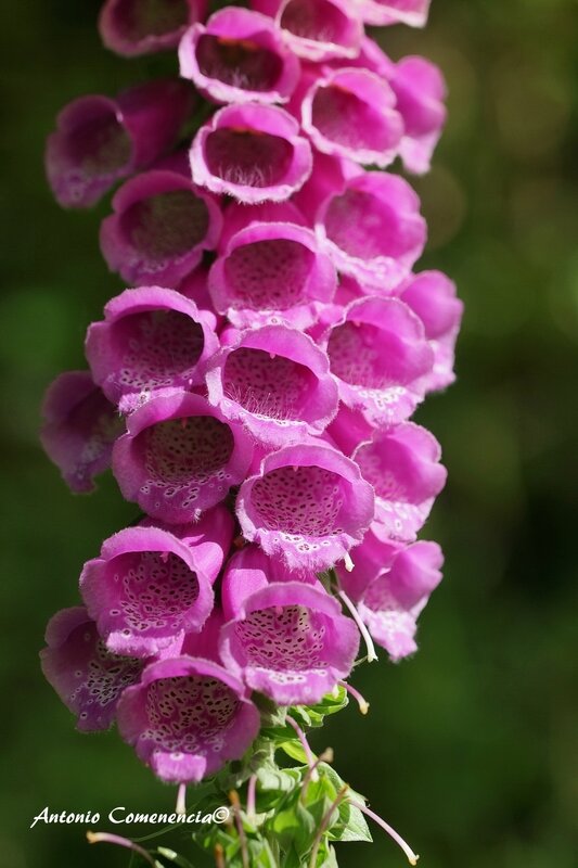 Digitalis