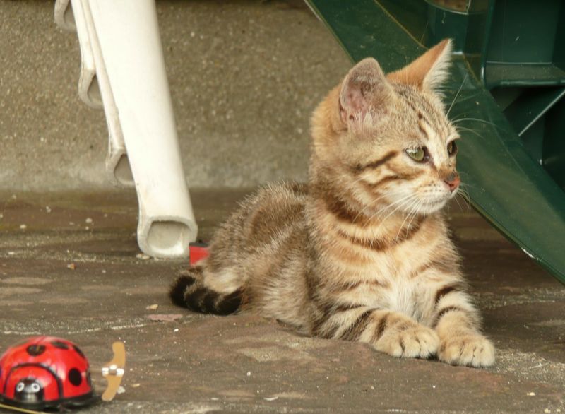 chaton2