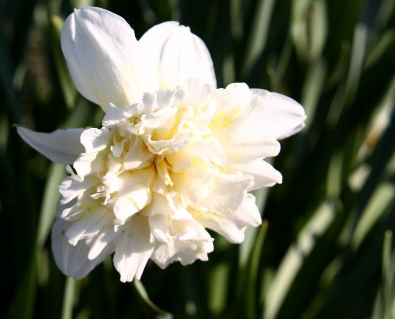 narcisse