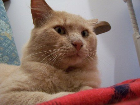 Qui_a_peur_de_Fitz_le_chat_003