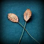 feuilles de rose petit brun