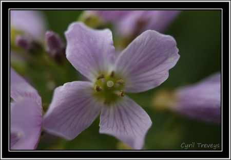 2010_05_18_Une_fleur_de_cardamine