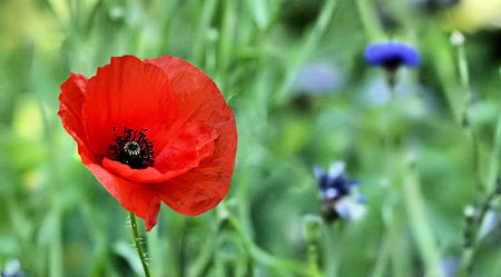 Coquelicot01