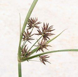 souchet_papyrus