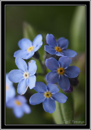2010_05_18_Fleurs_de_myosotis__5_