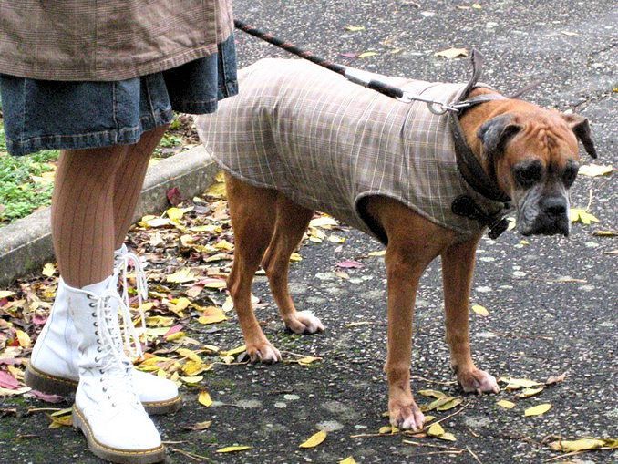 manteau pour grand chien boxer