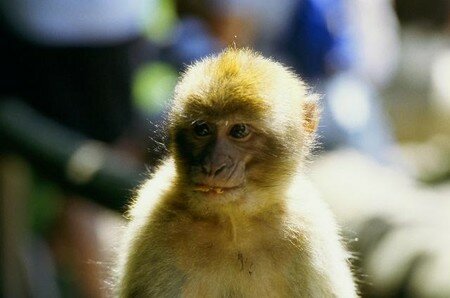 singe2
