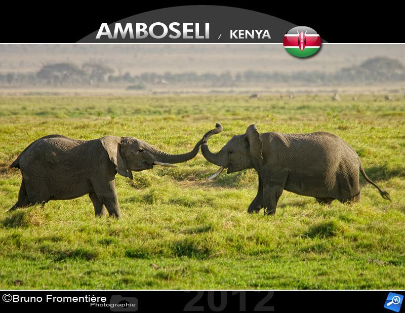 Elephants fighting 800 A