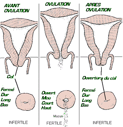 diagram-cervical-position-and-fluid