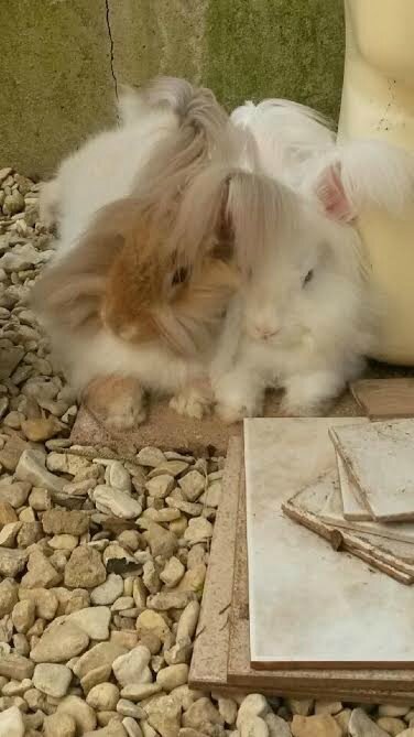 beau lapin