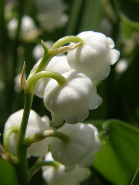 P4263713