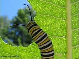 chenille