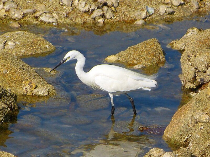 aigrette