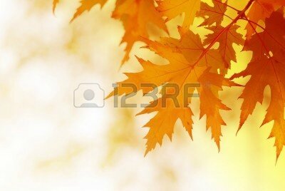 12132657-automne-feuilles-d-39-erable-sur-fond-flou