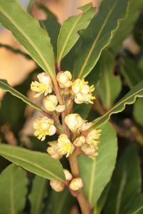 laurus_nobilis