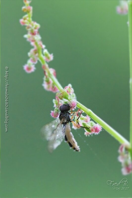 Melanostoma sp - Entomophthora muscae