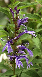 Lobelia_sessilifolia