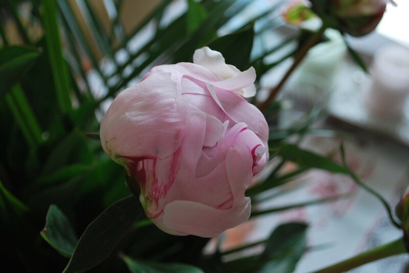 Pivoine fête des mères 2014 005
