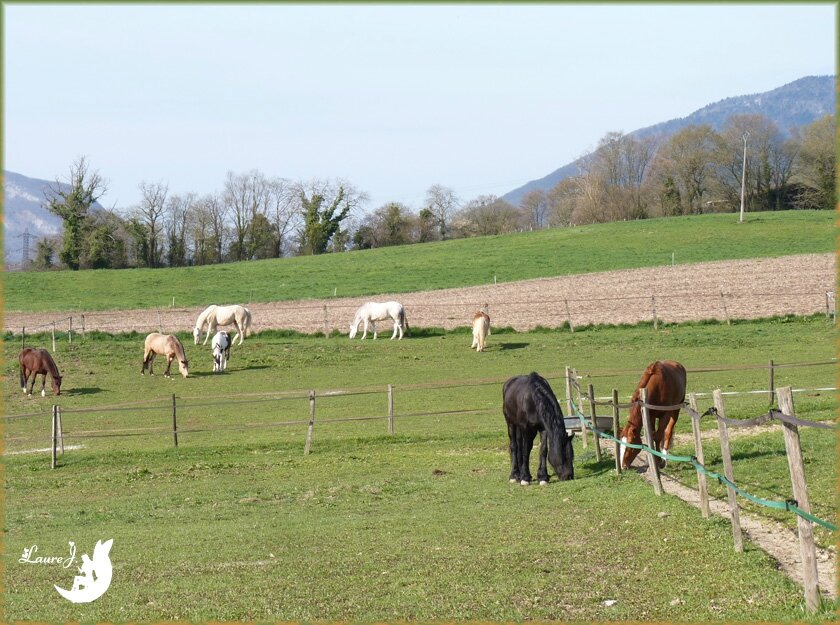 rencontres amoureuses cheval