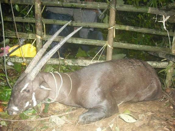 SAOLA 03