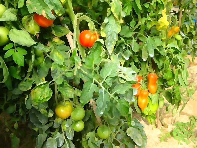 tomates